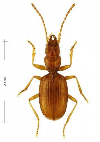 Réf. 198 368 : Geotrechus vanderberghi