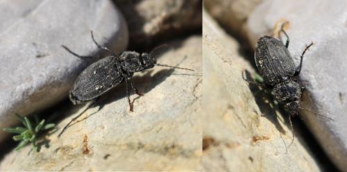 Licinus silphoides