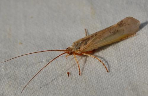 Réf. 198 589 : Limnephilus sp.