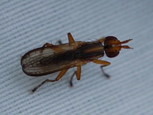 Limnia sp.