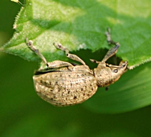 Réf. 198 694 : Liophloeus tessulatus