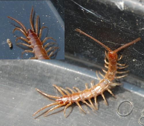 Réf. 198 944 : Lithobius sp.