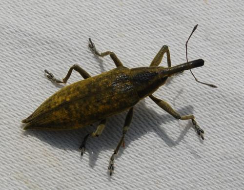 Réf. 198 588 : Lixus iridis