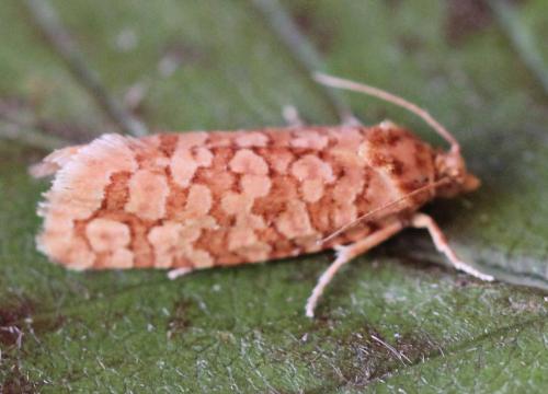 Réf. 198 380 : Lozotaeniodes formosana