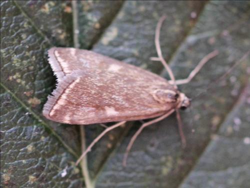 Réf. 198 826 : Loxostege sticticalis