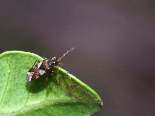 Scolopostethus cognatus