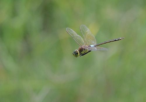 Réf. 198 593 : Anax ephippiger