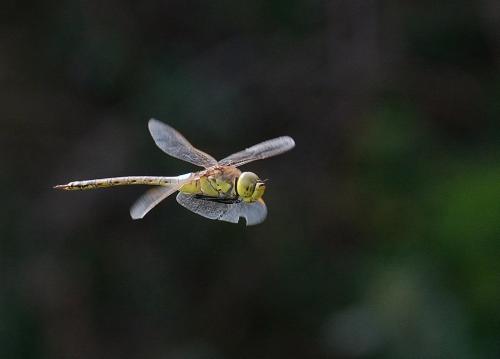 Réf. 198 781 : Anax ephippiger