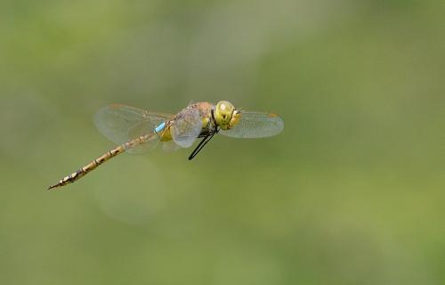 Réf. 198 784 : Anax ephippiger