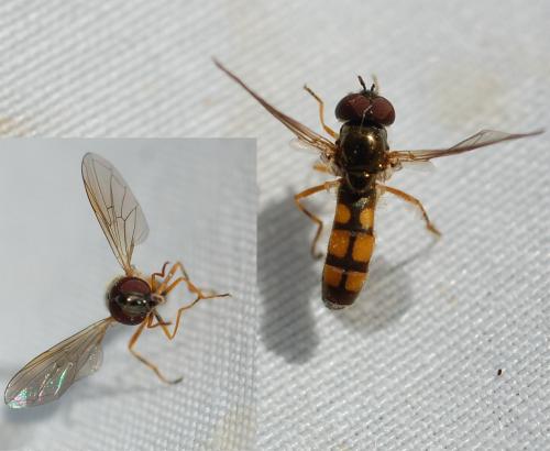 Melanostoma sp.
