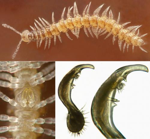 Brachydesmus superus