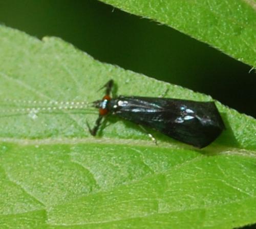 Réf. 198 669 : Mystacides sp.