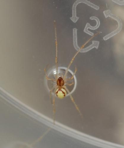 Neottiura bimaculata