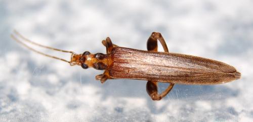 Réf. 198 495 : Oedemera femoralis