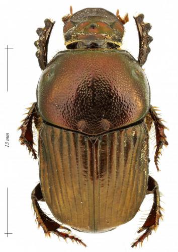 Réf. 198 281 : Onitis sp.