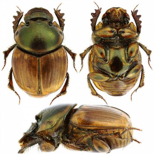 Réf. 198 276 : Digitonthophagus sp.