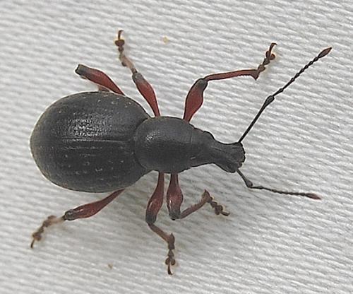 Réf. 198 653 : Otiorhynchus sp.