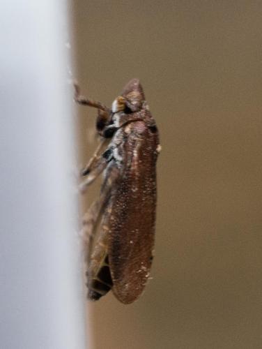 Tettigometra impressopunctata