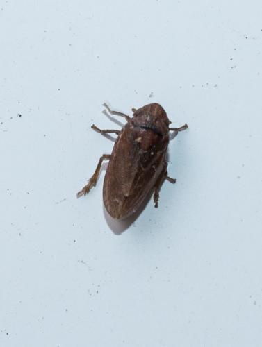 Tettigometra impressopunctata