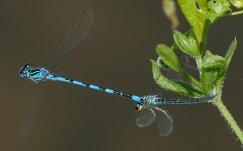 Réf. 198 296 : Coenagrion mercuriale