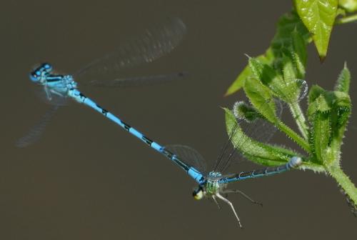 Réf. 198 297 : Coenagrion mercuriale
