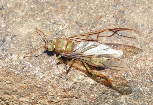 Oecophylla smaragdina