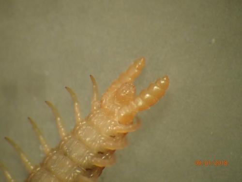 Henia vesuviana