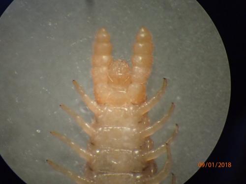 Henia vesuviana