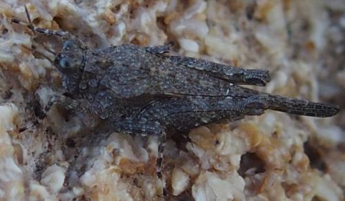 Paratettix meridionalis