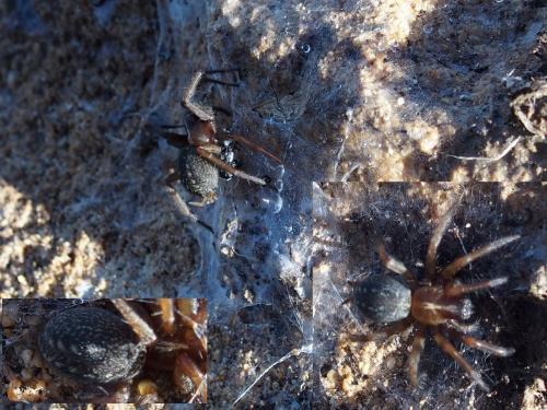 Lycosoides sp.