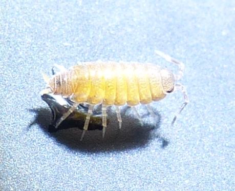 Réf. 198 338 : Porcellionides pruinosus