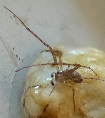 Metellina segmentata