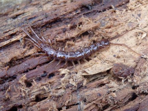 Réf. 198 612 : Lithobius pilicornis