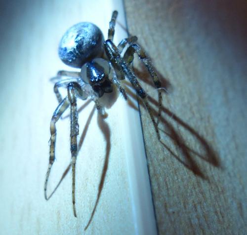 Zygiella x-notata