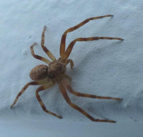 Philodromus sp.