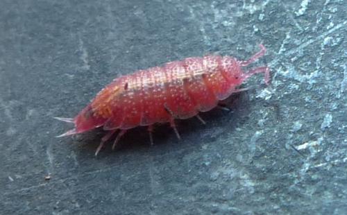 Androniscus dentiger
