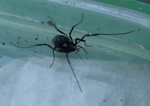 Réf. 198 775 : Nemastoma bimaculatum