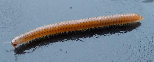 Cylindroiulus punctatus
