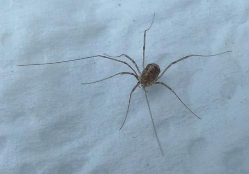 Réf. 198 596 : Nelima sp.