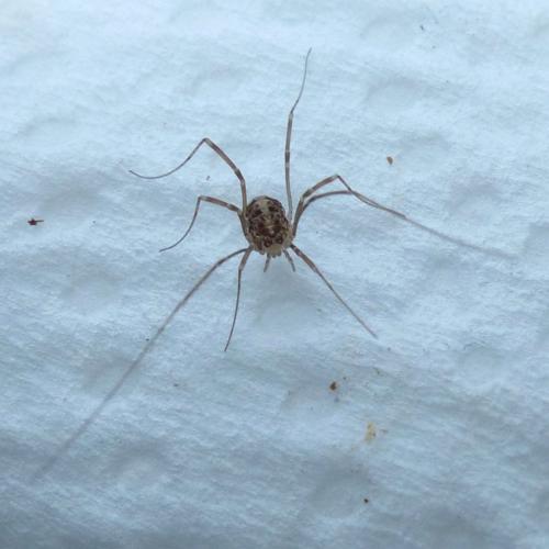 Nelima sp.
