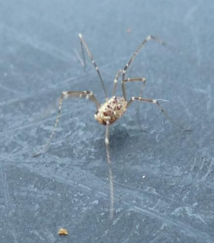 Réf. 198 487 : Nelima sp.