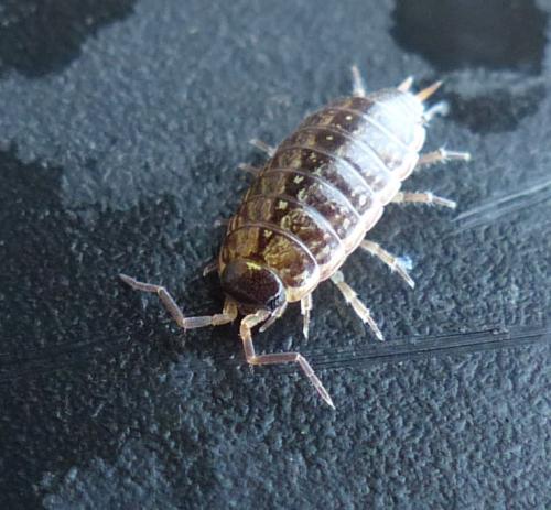 Réf. 198 438 : Philoscia muscorum