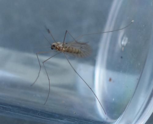 Réf. 198 421 : Trichocera annulata