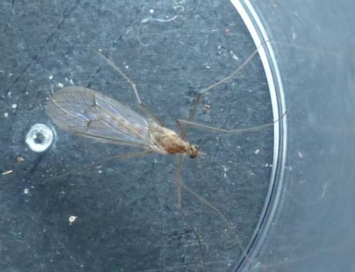 Trichocera annulata