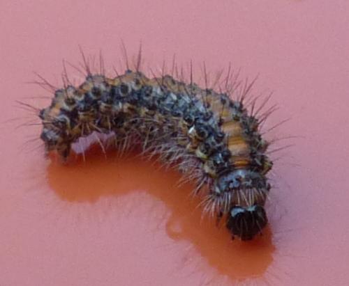 Réf. 198 419 : Euplagia quadripunctaria