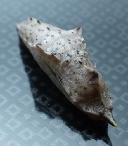 Pieris rapae