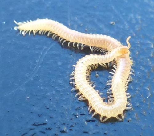 Stigmatogaster subterranea