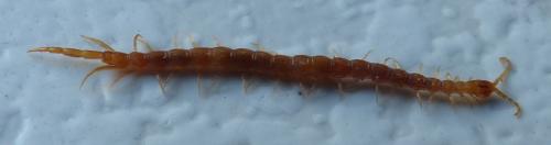 Cryptops hortensis