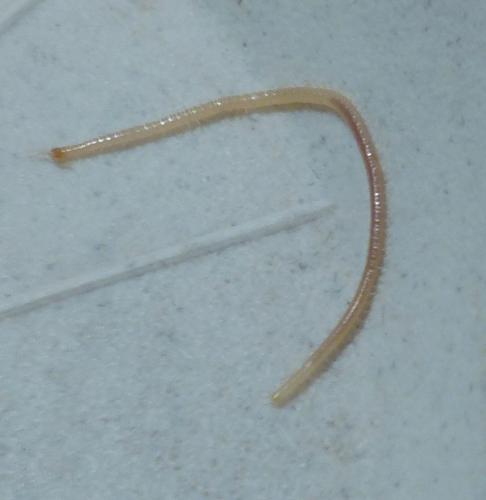 Stigmatogaster subterranea