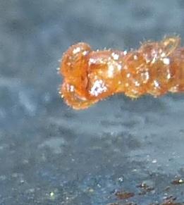 Cryptops hortensis